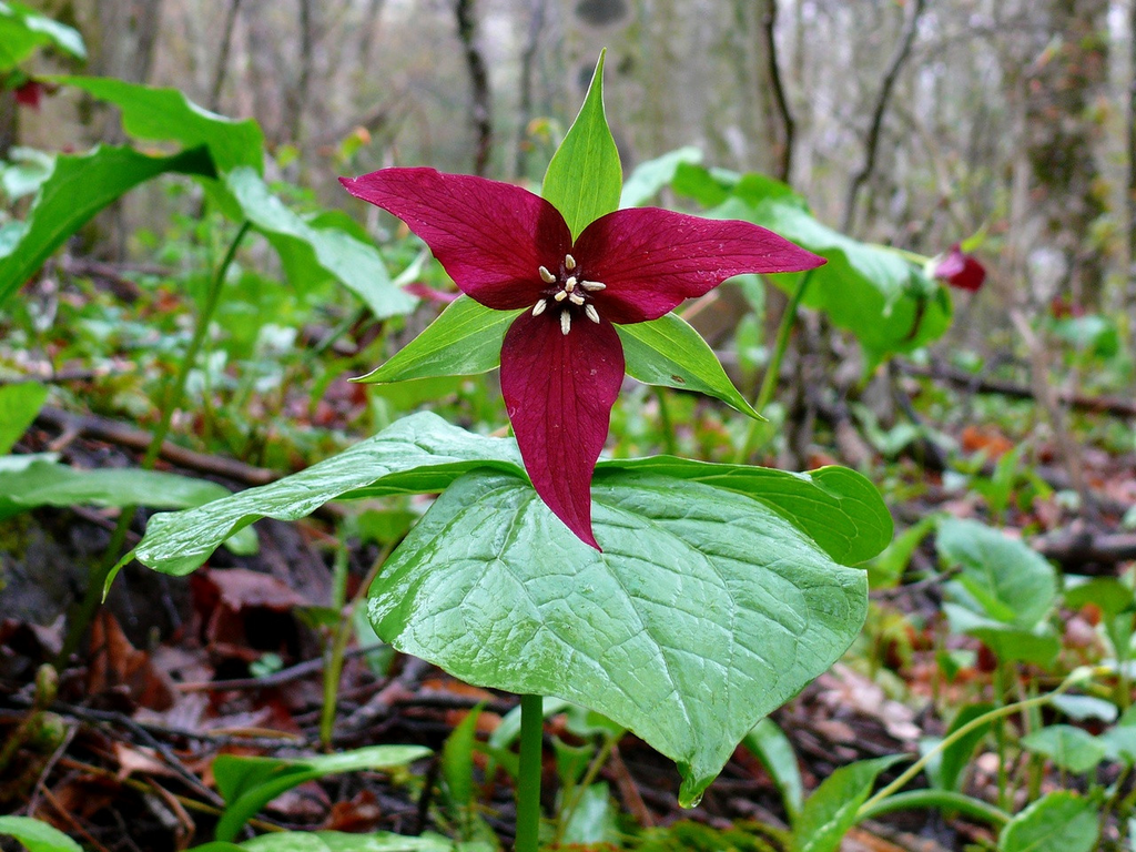 3 Red Trillium Plants - Bare Root Trillium erectum | Shade-Loving Perennial Wildflower | Woodland Garden Native