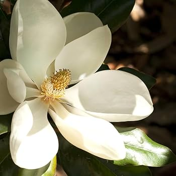 Southern Magnolia Cuttings - 8 Woody Stems for Rooting, Heirloom Tree, Fragrant White Blooms, Evergreen Foliage, Zones 6-10, Easy to Grow