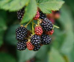 3 Black Raspberry Plants - Rubus niveus Mysore | Bare Root Starter Plants | Edible Fruit Bushes for Gardens & Home Orchards