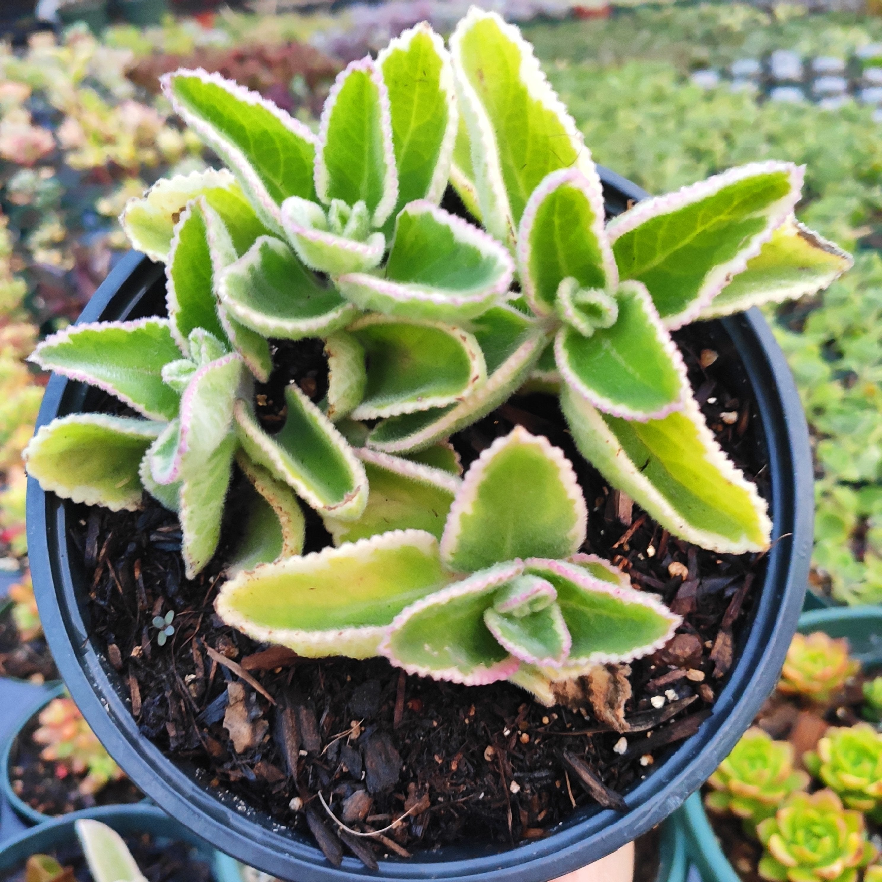 Cuban Oregano Cuttings, Plectranthus amboinicus, 6 Unrooted Stems, Edible Herb, USDA Zones 9-11