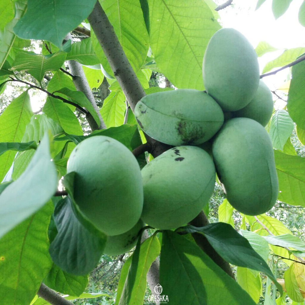 20 Pawpaw Tree Seeds - Asimina triloba | Edible Native Fruit Tree | Indian Banana Seeds for Planting in USDA Zones 5–9