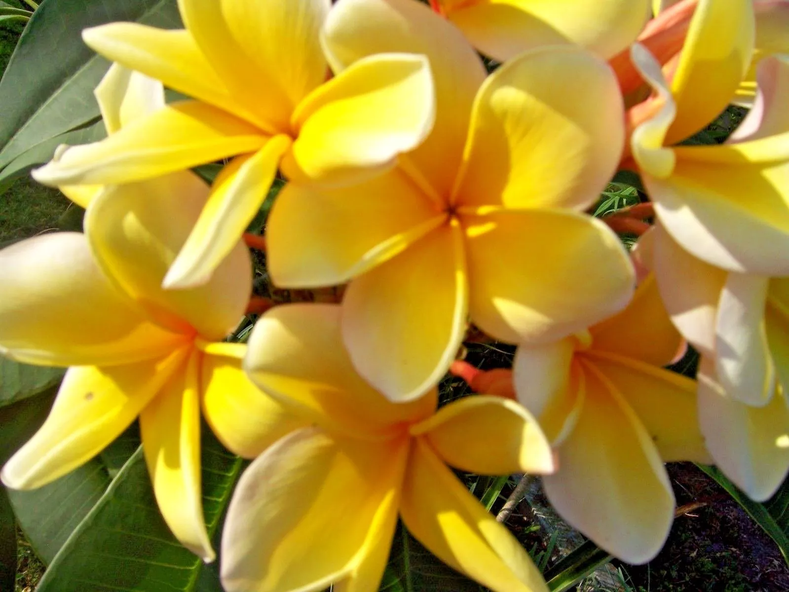 Yellow Plumeria Cutting - Fragrant Lei Flower, Tropical Plant, Freshly Cut, Fast Rooting, Zones 9-11, Container or Garden, Grower's Guide Included