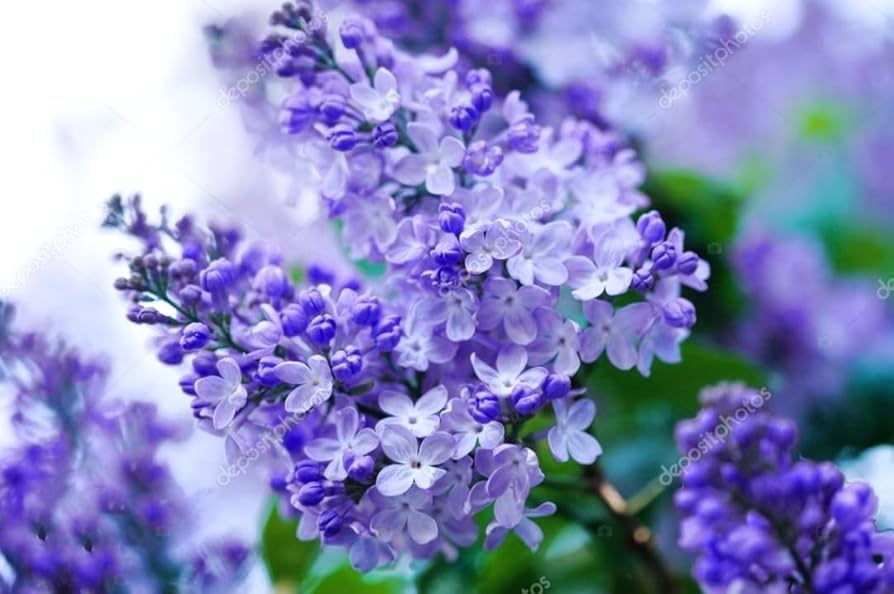 50 Purple Lilac Seeds | Syringa vulgaris | Non-GMO Fragrant Shrub for Landscaping, Hedges & Spring Blooms | Stunning Purple Flowers