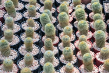 Lot of 10 Varieties Random Pick Cactus Unrooted Cuttings Bundle - Assorted Succulent Cuttings, Perfect for Propagation & Collection