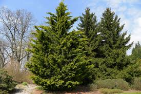 5 Leyland Cypress Trees - 12–24” Starter Plants | Fast-Growing Evergreen | Live Bare Root Trees for Privacy, Landscape & Windbreaks