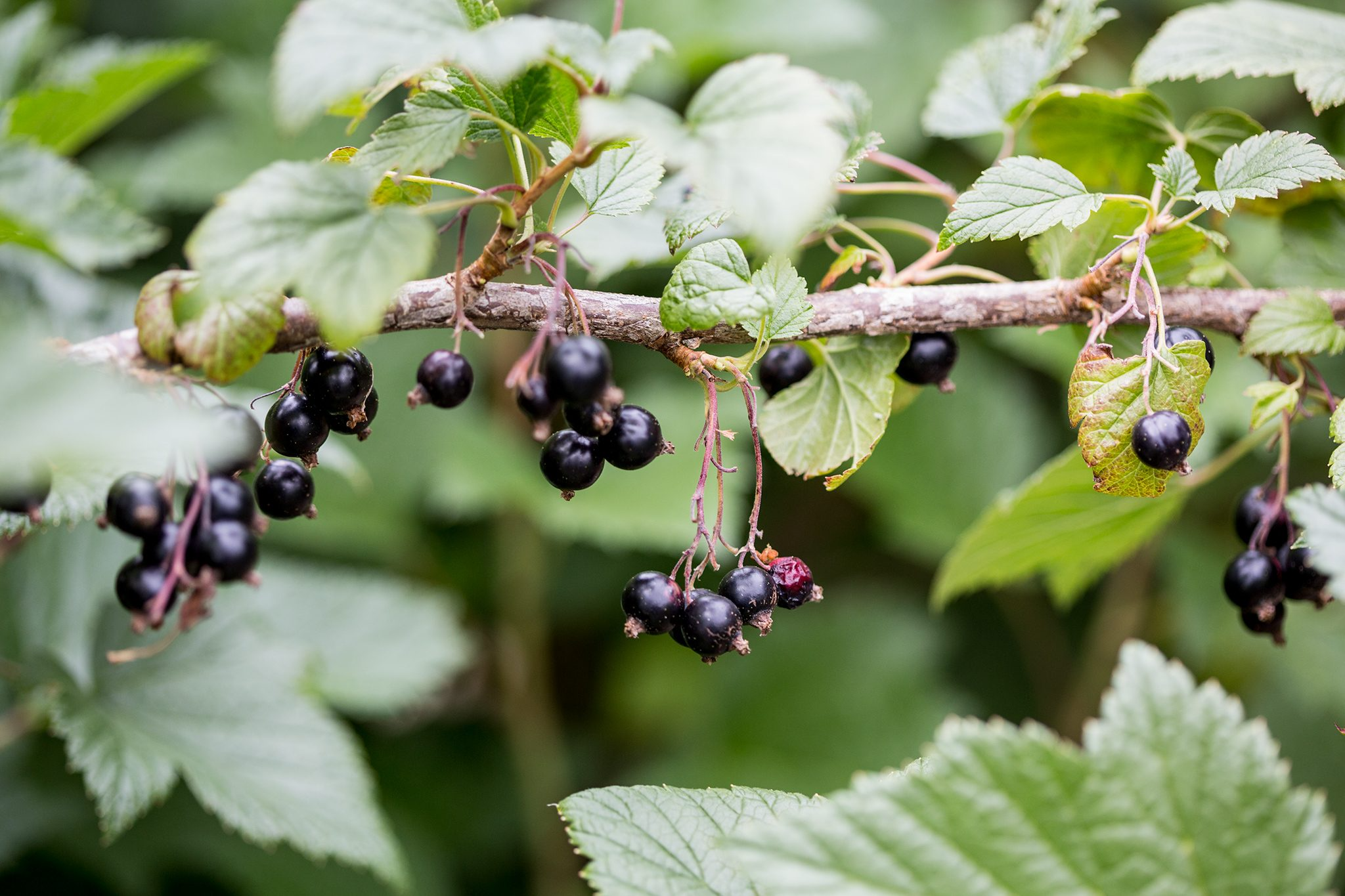 Black Currant Cuttings - 12 Live 10" Stems, Ribes nigrum, Fruit Bush Propagation