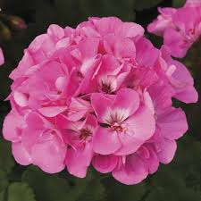 12 Hardy Fragrant Pink Flower Geranium Unrooted Cuttings - Ideal for Propagation, Container Plants, Garden Borders, and Pollinator-Friendly
