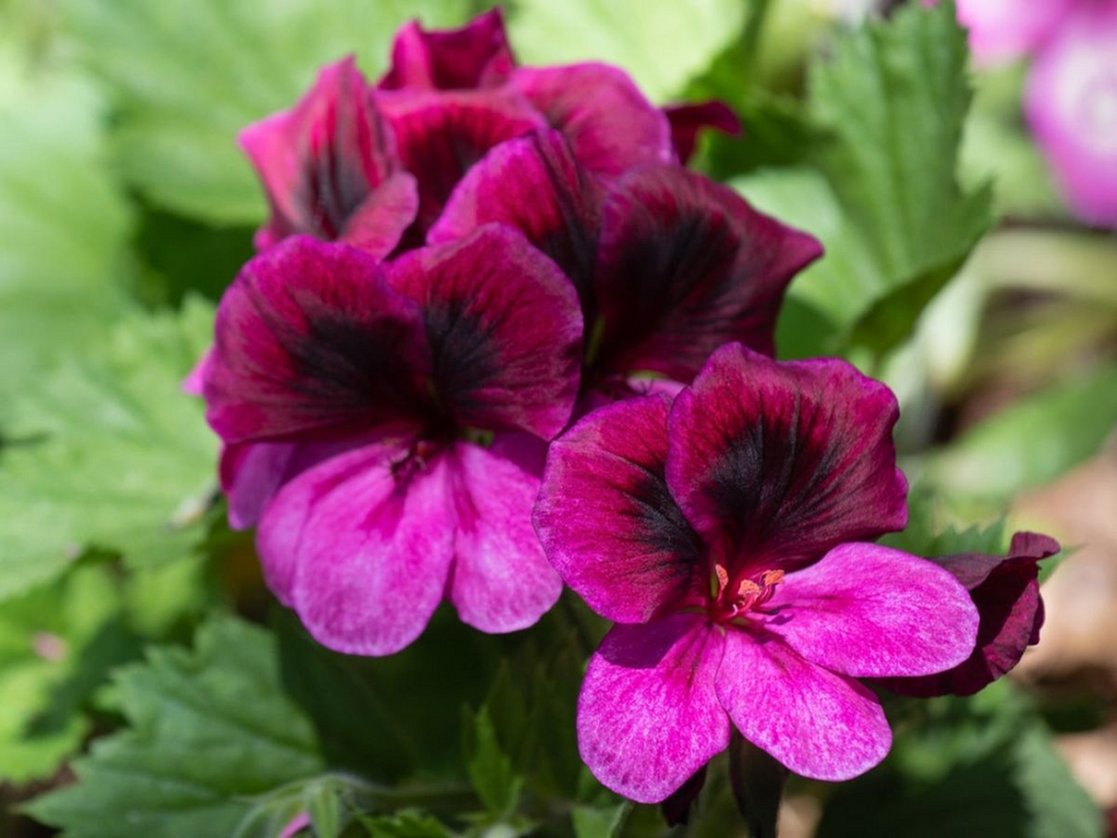 Martha Washington Geranium Pelargonium - Four 5-inch Cuttings for Rooting, Color Mix