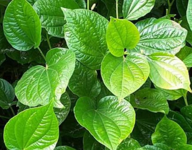 12 Piper Sarmentosum Bareroot Cuttings, Wild Betel Leaf, Thai Herb, Piper Betel, Herb Culinary Plant, Easy to Grow, Rooting Cuttings