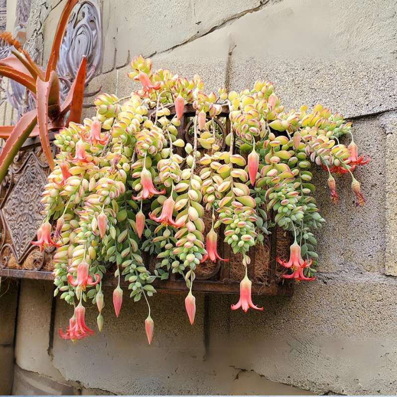 4 Unrooted Cotyledon Pendens Succulent Cuttings - 3-4 inch Long - Easy Grow, Propagation Plants