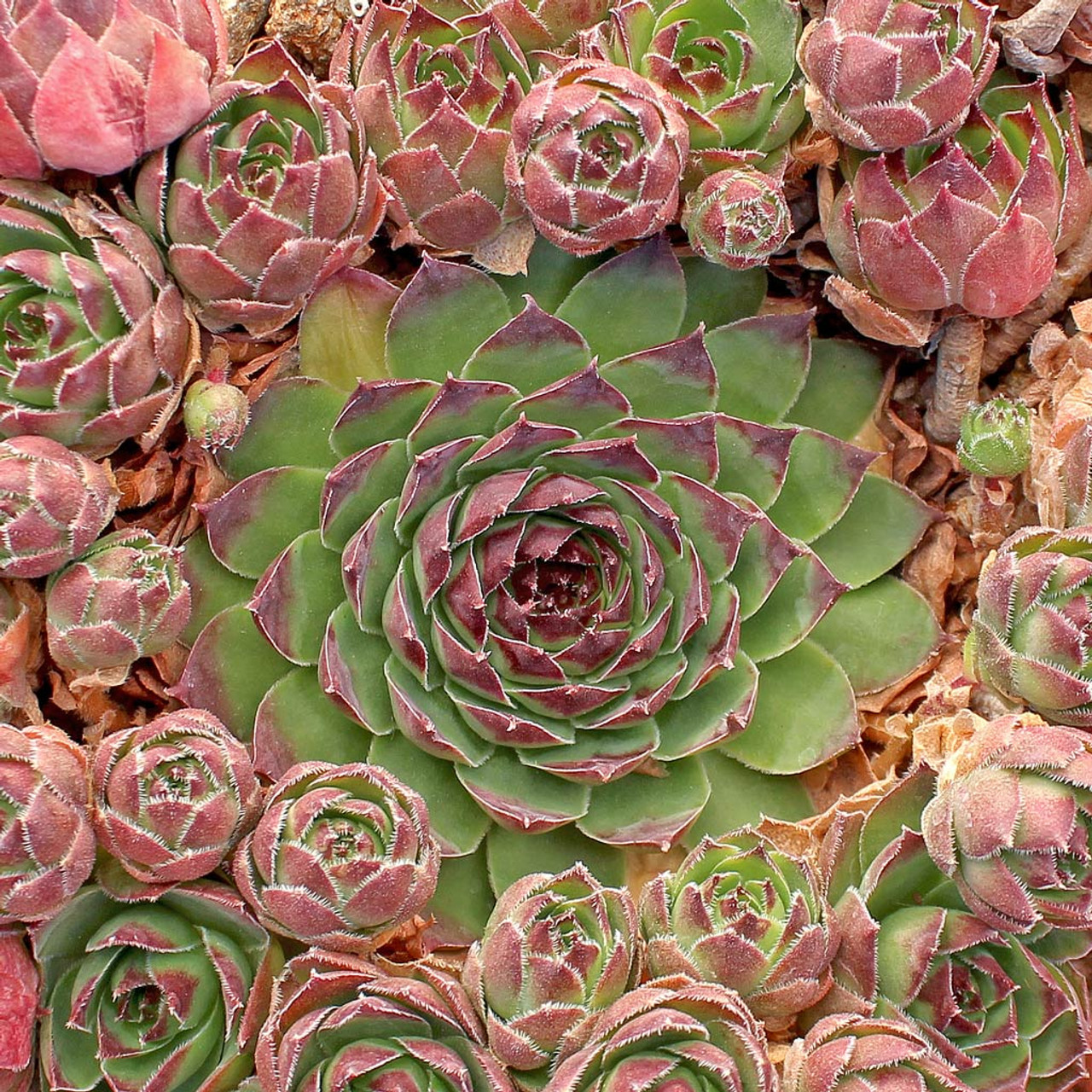 Sempervivum Tectorum Hens and Chicks - 20 Succulent Cuttings, 1-1.5 Inches