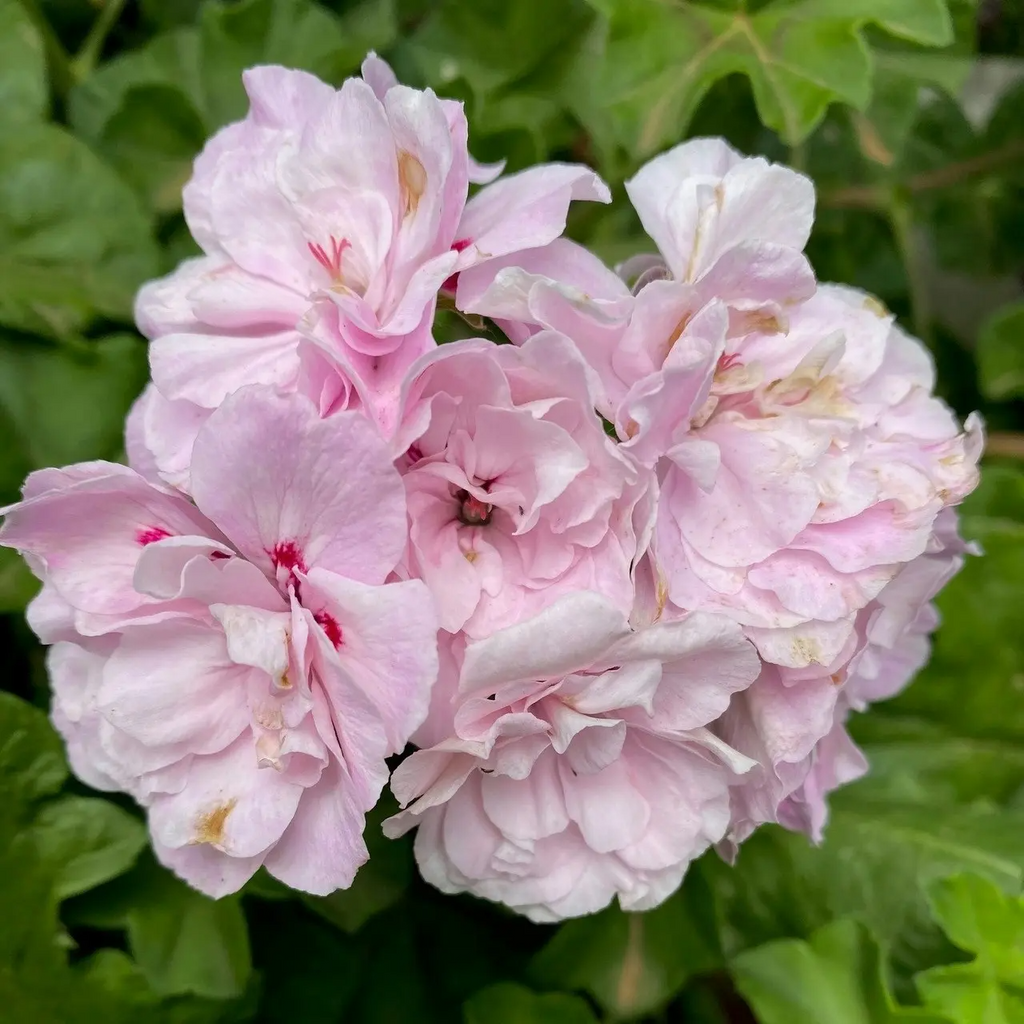 Pelargonium Peltatum 2 Cuttings 6" White-Pink Ivy Geranium Trailing Plant