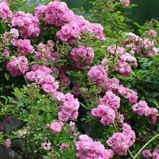 Peggy Martin Rose 5 Cuttings - 7-8" Thornless Climber - Disease Resistant - Spring/Fall Blooms -  - Fast Grower