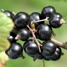 6 Black Currant (Smorodina) Unrooted Cuttings 6-9" Organic, Non-GMO, Fresh, Perfect for Rooting, Fruit Bush, Healthy & Delicious Berries