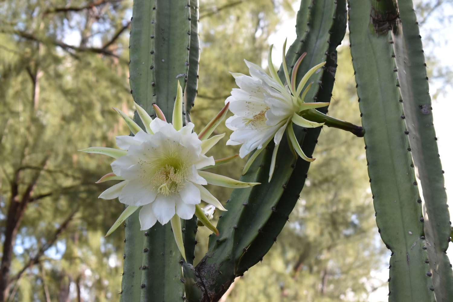 Queen of the Night Cactus Cutting, Epiphyllum oxypetalum, Unrooted 3-Leaf Stem, Fragrant Night Bloom, USDA Zones 10-12, Houseplant