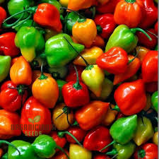 30 Habanero Pepper Seeds | Capsicum chinense | Hot & Flavorful Chili for Salsas, Sauces, and Spicy Gardens | Non-GMO Vegetable Seeds