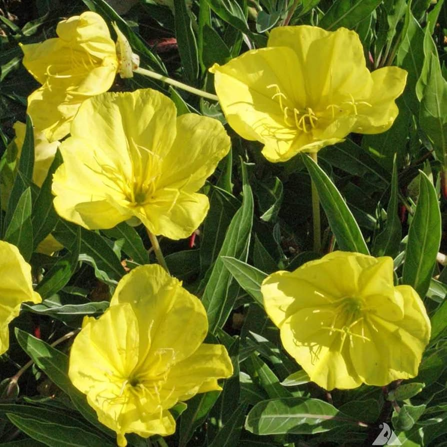 200 Seeds Primrose Evening (Oenothera biennis) Wildflower - Evening Blooming, Hardy Perennial, Attracts Pollinators, Easy to Grow for Garden