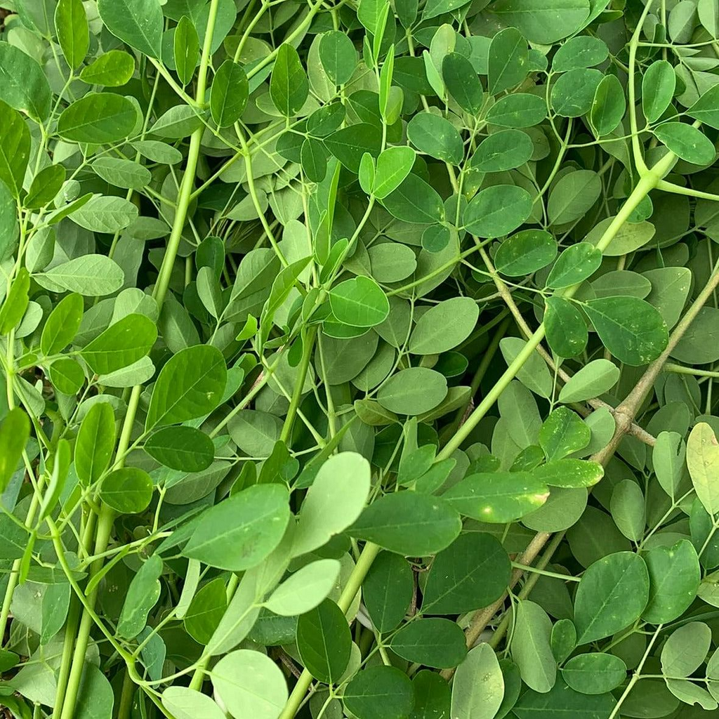 Moringa Oleifera Cuttings - 5 Count - Organic - Grown in Florida