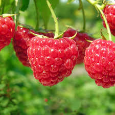 4 Red Raspberry Heritage Scion Cuttings - Rubus idaeus Unrooted 10-12” for Rooting or Grafting - High-Yield Berry Plants