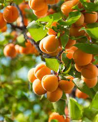 Apricot Tree Cuttings - 3 Pack - 6" Each - Rooting/Grafting Scion Wood - Fresh & Viable - Fruit Tree Propagation - Free Instructions