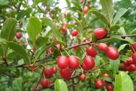 Elaeagnus multiflora Cuttings - 4 Count - Goumi Shrub - Nitrogen Fixing Plant