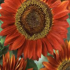 50 Red Sun Sunflower Seeds | Helianthus annuus | Bold Red Blooms for Cut Flowers, Pollinator Gardens, and Summer Landscapes
