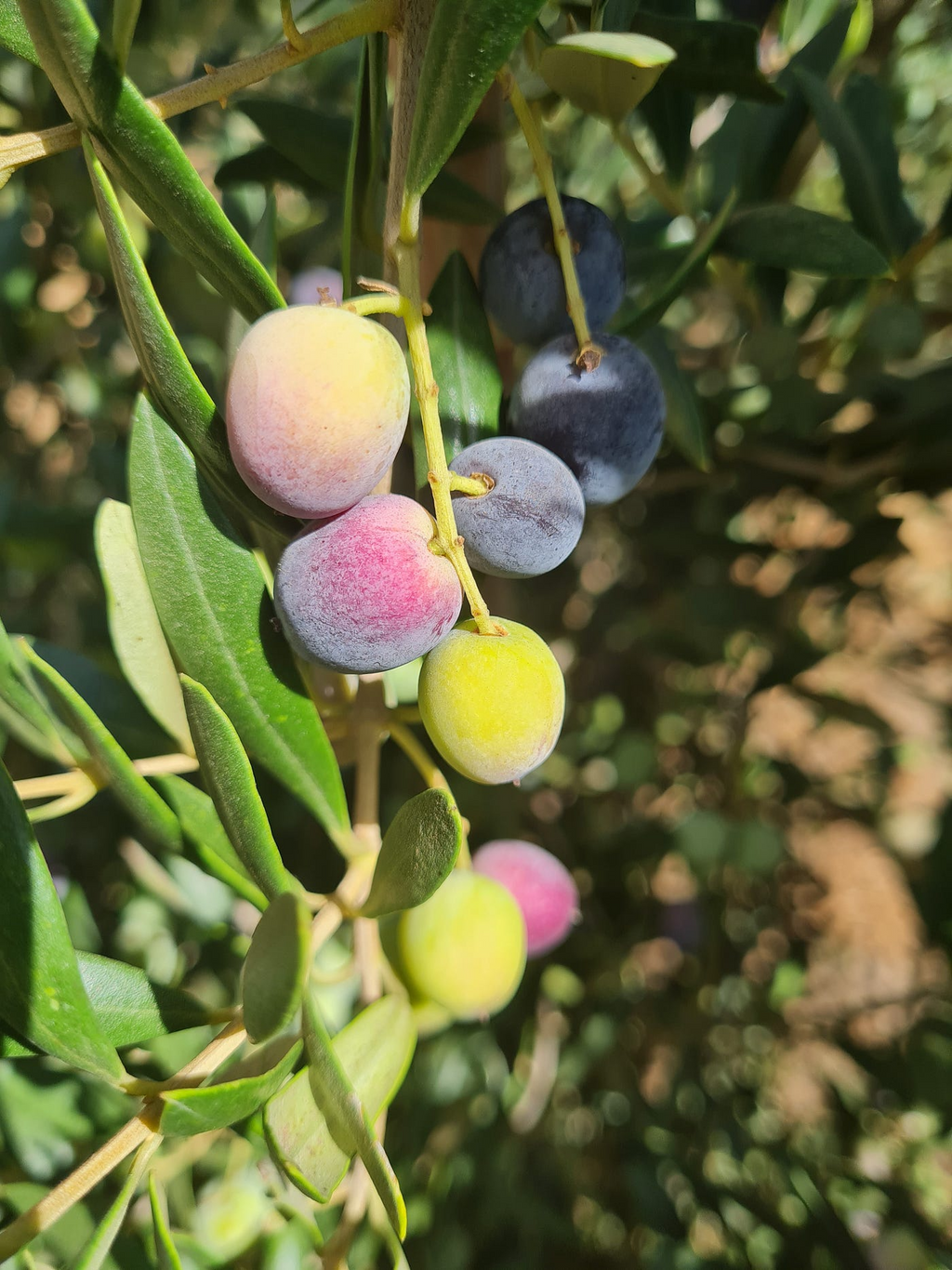 Arbequina Olive Tree Starter Plant 5+ Inches Olea Europaea Drought Tolerant USDA Zones 8-11