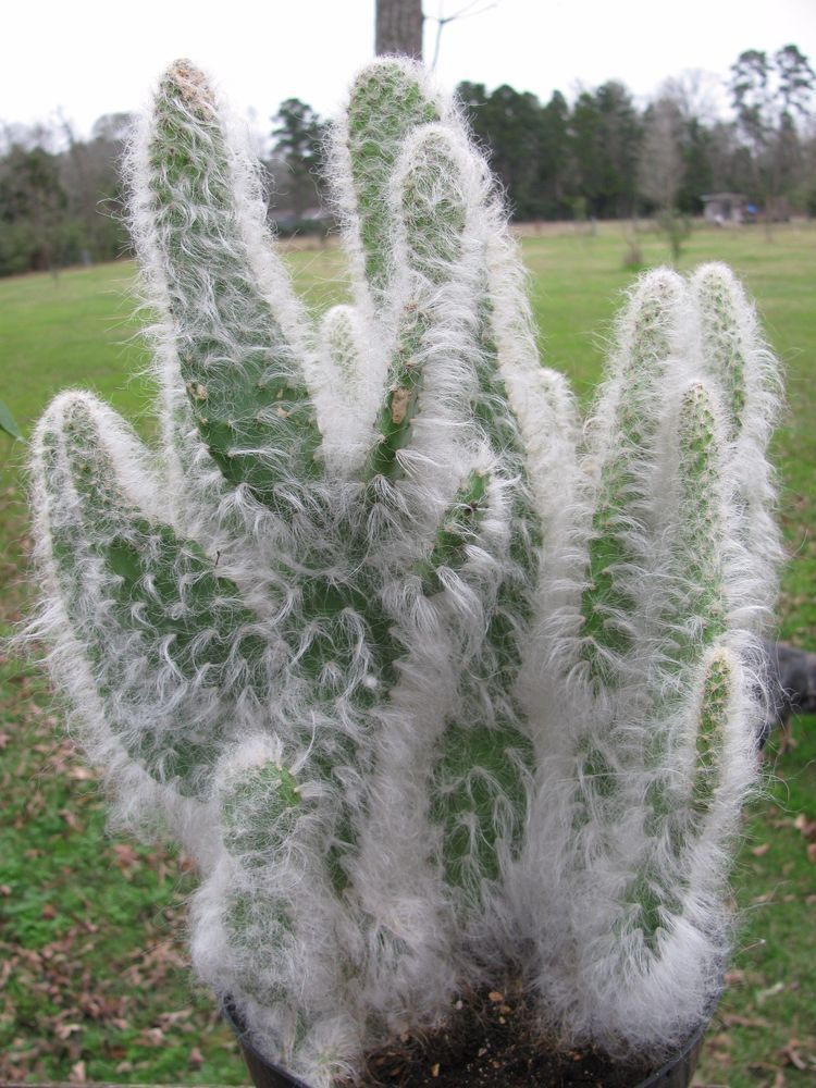 Opuntia 'Snow' Cuttings - 2 Pcs 4-7", Fuzzy Prickly Pear, Extreme Cold & Drought Tolerant, Edible Pads/Fruit, CA Native, Pollinator Magnet