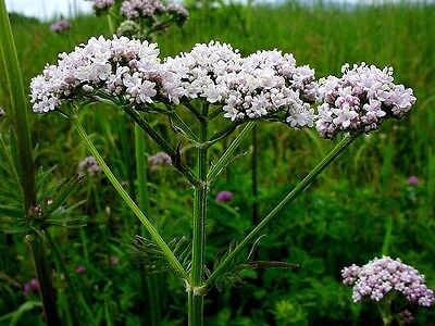 Valerian (Valeriana officinalis) – 100+ Seeds | Perennial Herb, Calming & Catnip Alternative | USA Grown