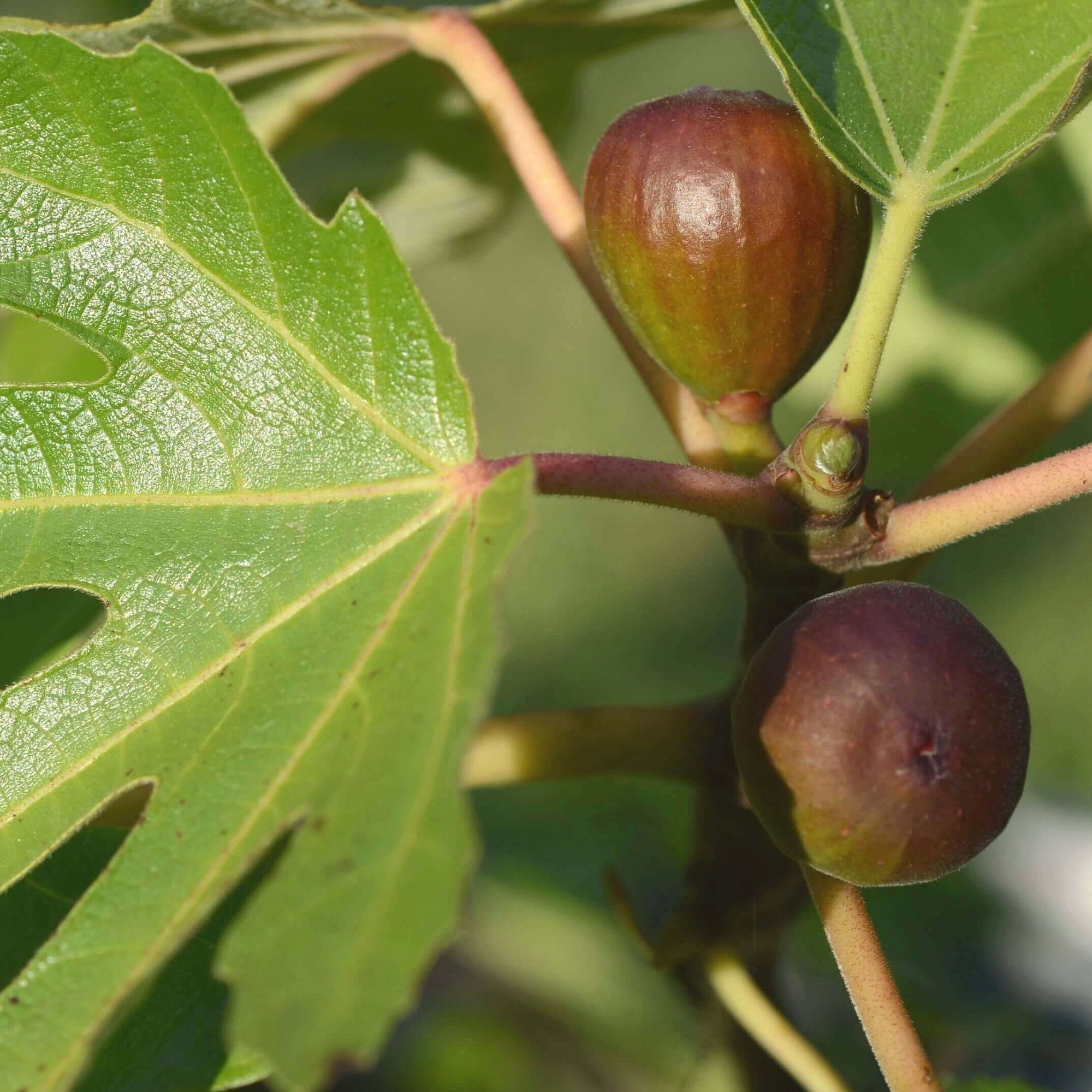 1 Kathleen's Black Fig Unrooted Cutting (Ficus carica) - At Least 3 Nodes, 8 Inches Long - Premium Fig Cutting for Rooting & Grafting