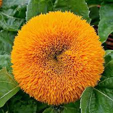 50 Rare Yellow Enchanting Giant Teddy Bear Sunflower Seeds - Non-GMO Heirloom - Fluffy Blooms - Easy to Grow - Pollinator Friendly