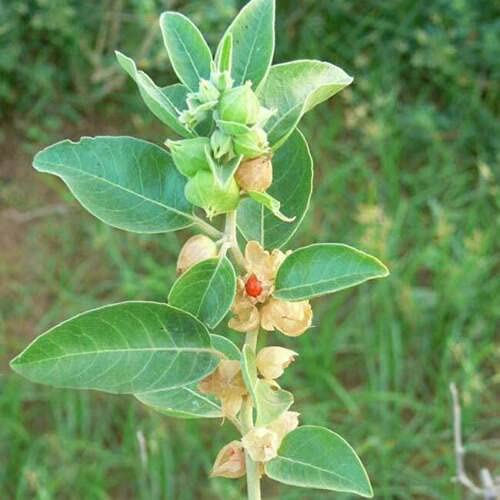 50 Ashwagandha Herb Seeds for planting | Withania somnifera (Indian Ginseng) - Grow Your Own Plant