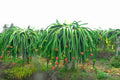 Dragon Fruit Cutting DELIGHT – Organic 6"+ Unrooted Pitaya Cutting, Hylocereus Variety for Growing, Sweet Pink Fruit Cactus