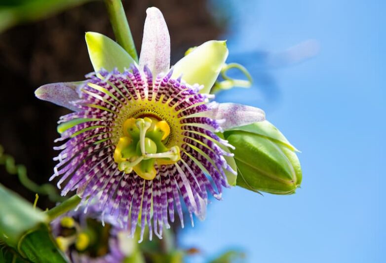 Passiflora "Bounty" – Cold Hardy Passion Fruit Vine (Passionflower) – Live Plant – Edible Fruit & Fragrant Flowers – Fast Growing