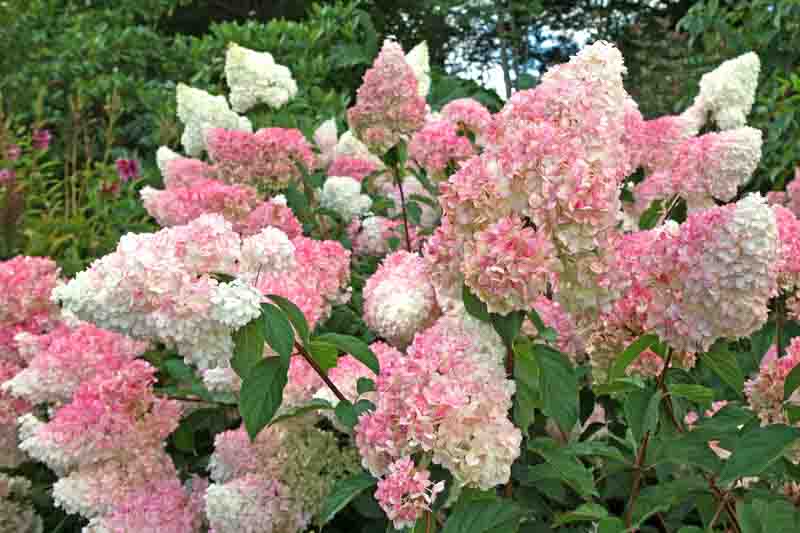 4 Vanilla Strawberry Hydrangea Cuttings – Hydrangea paniculata 'Renhy', Unrooted Wood 3–8mm, Rare Flowering Bush or Tree