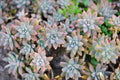 2 Rare Echeveria Ghost Plant Cuttings – 2" to 4" Succulent Rosettes – Unique Pale Pink-Grey Leaves – Easy to Root