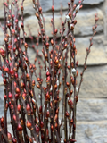 Silky Willow Cuttings Salix Sericea 18 Inch Lot of 5 Native Willow Cuttings for Rooting Planting