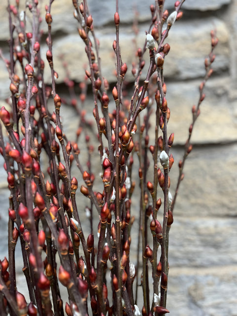 Silky Willow Cuttings Salix Sericea 18 Inch Lot of 5 Native Willow Cuttings for Rooting Planting