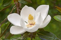 Southern Magnolia Tree (Magnolia grandiflora) | Evergreen Fragrant Flowering Tree | Live Plant | 2.5 Inch Pot