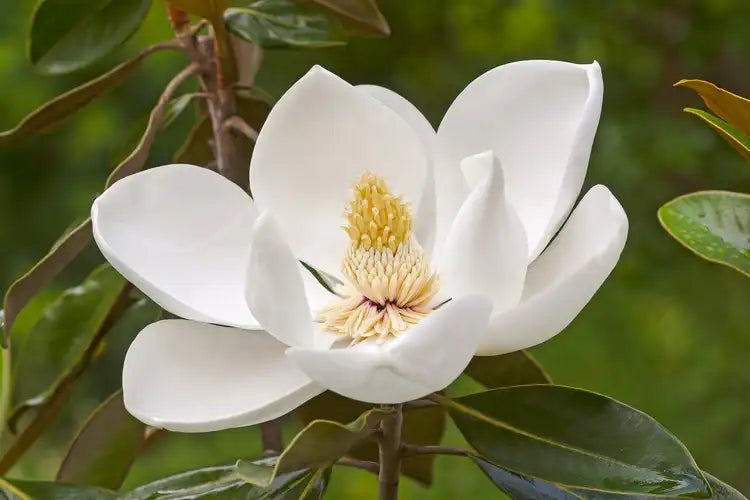 Southern Magnolia Tree (Magnolia grandiflora) | Evergreen Fragrant Flowering Tree | Live Plant | 2.5 Inch Pot