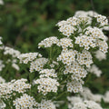 White Wedding Cake Spirea Cuttings (10 Unrooted, 6–8”) – Bridalwreath-Type Shrub – Easy to Root – Flowering Hedge or Garden Plant