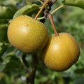 Super Rare Hosui Pear Cutting (Pyrus pyrifolia ‘Hosui’) – 1 Unrooted Cutting for Rooting, Propagation, or Grafting