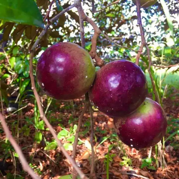 Star Apple Cuttings (Caimito) - 4 Unrooted 5–6" Cuttings | Chrysophyllum cainito for Grafting | Tropical Fruit Tree – Purple/Green