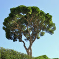 Stone Pine Tree (Pinus pinea) | Italian Umbrella Pine | Mediterranean Evergreen | Edible Pine Nuts | Live Plant 2.5 Inch Pot