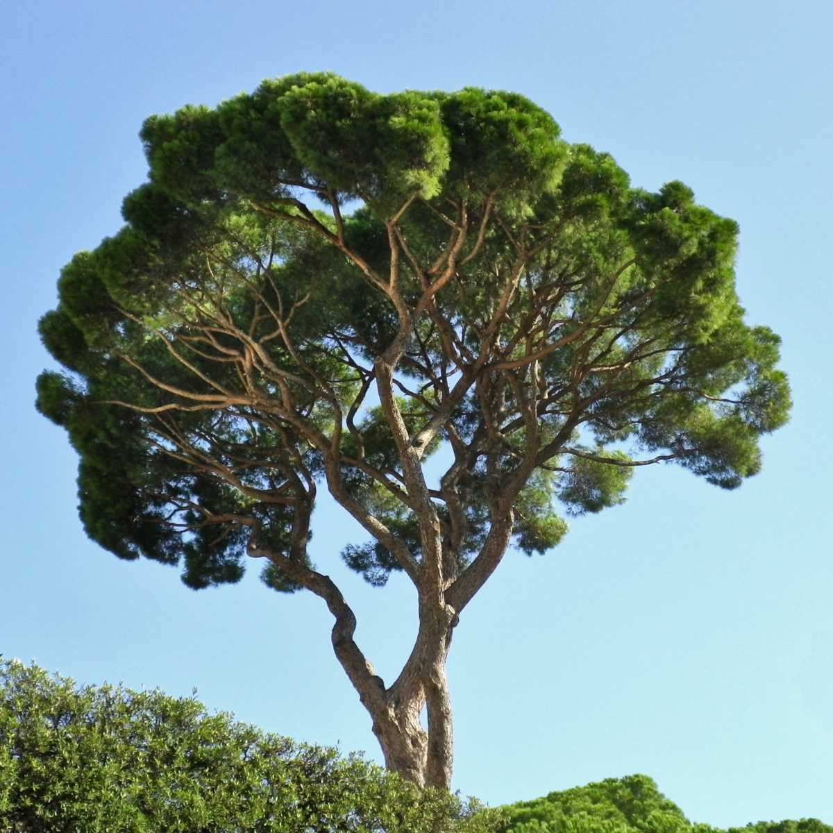 Stone Pine Tree (Pinus pinea) | Italian Umbrella Pine | Mediterranean Evergreen | Edible Pine Nuts | Live Plant 2.5 Inch Pot