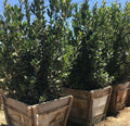 10 Bay Laurel Cuttings (Laurus nobilis) | Sweet Bay Herb Unrooted Starter Plants for Growing | Culinary, Medicinal, Aromatic