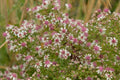 Symphyotrichum Lateriflorum Seeds (100) Calico Aster – Native Perennial Wildflower, White & Purple Blooms, Pollinator Plant