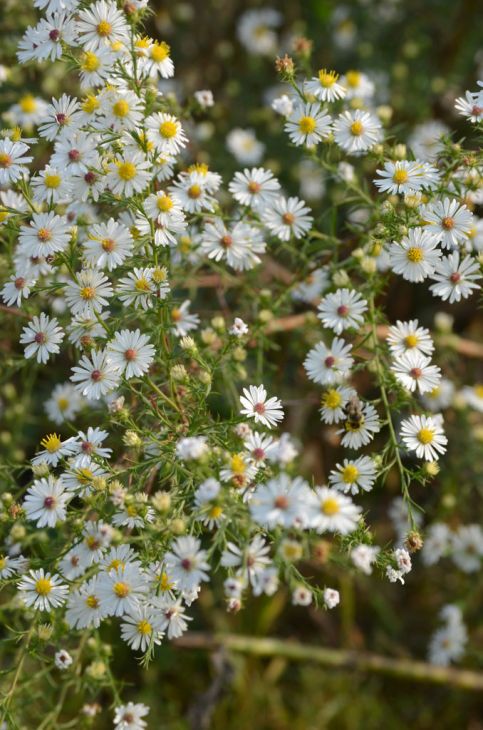 100 Symphyotrichum pilosus Seeds | Heath Aster | Frost Aster | Native Perennial Wildflower | Pollinator-Friendly Garden Plant