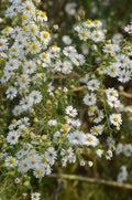 Symphyotrichum Pilosus Seeds (100) Aster Pilosus – Native Perennial Wildflower, Purple Daisy Blooms, Pollinator Plant
