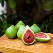Dalmatie Fig Cutting - Unrooted 8"+, 3+ Nodes | Ficus carica 'Dalmatie' - Sweet Green Fig Tree for Propagation or Grafting
